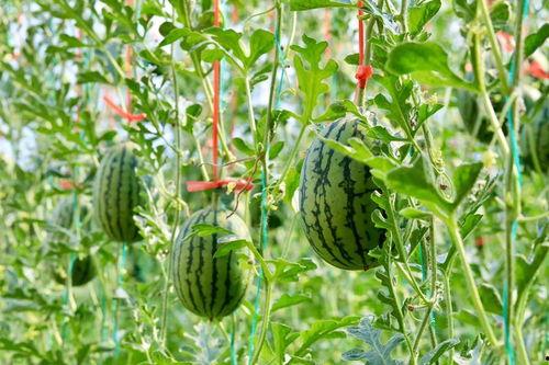 今日吃瓜 人人吃瓜,全民共享的瓜果盛宴