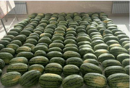 太原学校吃瓜,揭秘校园吃瓜背后的故事