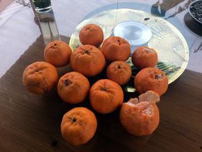 张小姐吃瓜,张小姐的瓜田奇遇记