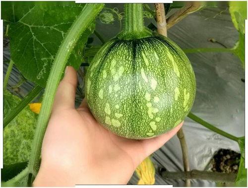 小苒吃瓜,揭秘娱乐圈那些不为人知的幕后故事