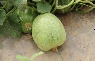 吃瓜周岁,吃瓜周岁庆典盛况回顾