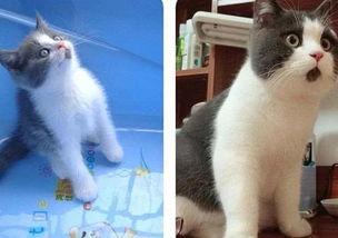 吃瓜惊讶猫,揭秘娱乐圈的“猫眼”观察者