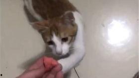 吃瓜直播猫猫吃西瓜