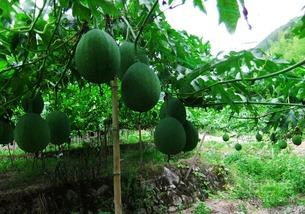 孕妇吃吊瓜好吗,孕妇食用吊瓜的适宜性与注意事项