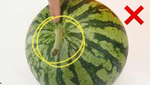 常熟吃瓜说媒,吃瓜说媒，传承千年的婚俗智慧